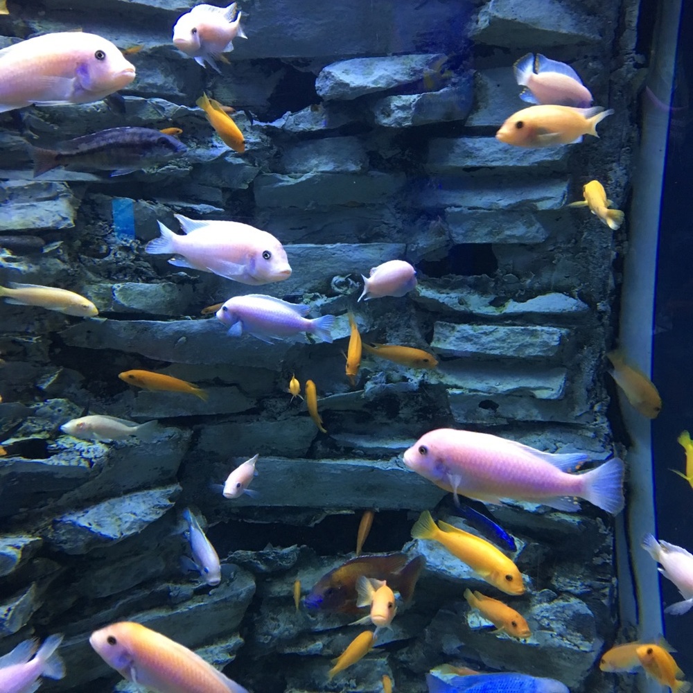 Meet your Posher, Kenneth